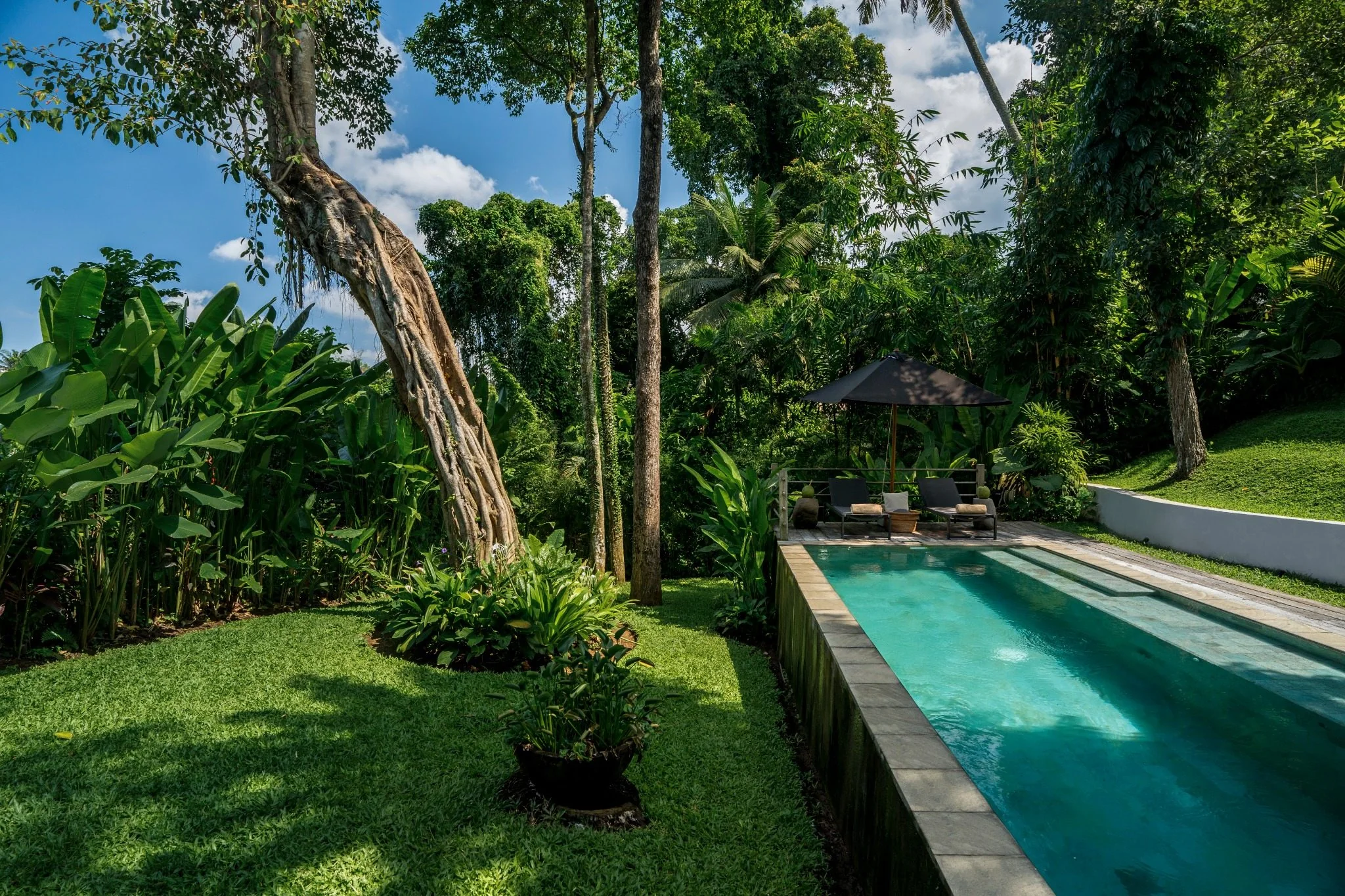 Private pool framed by tropical vegetation