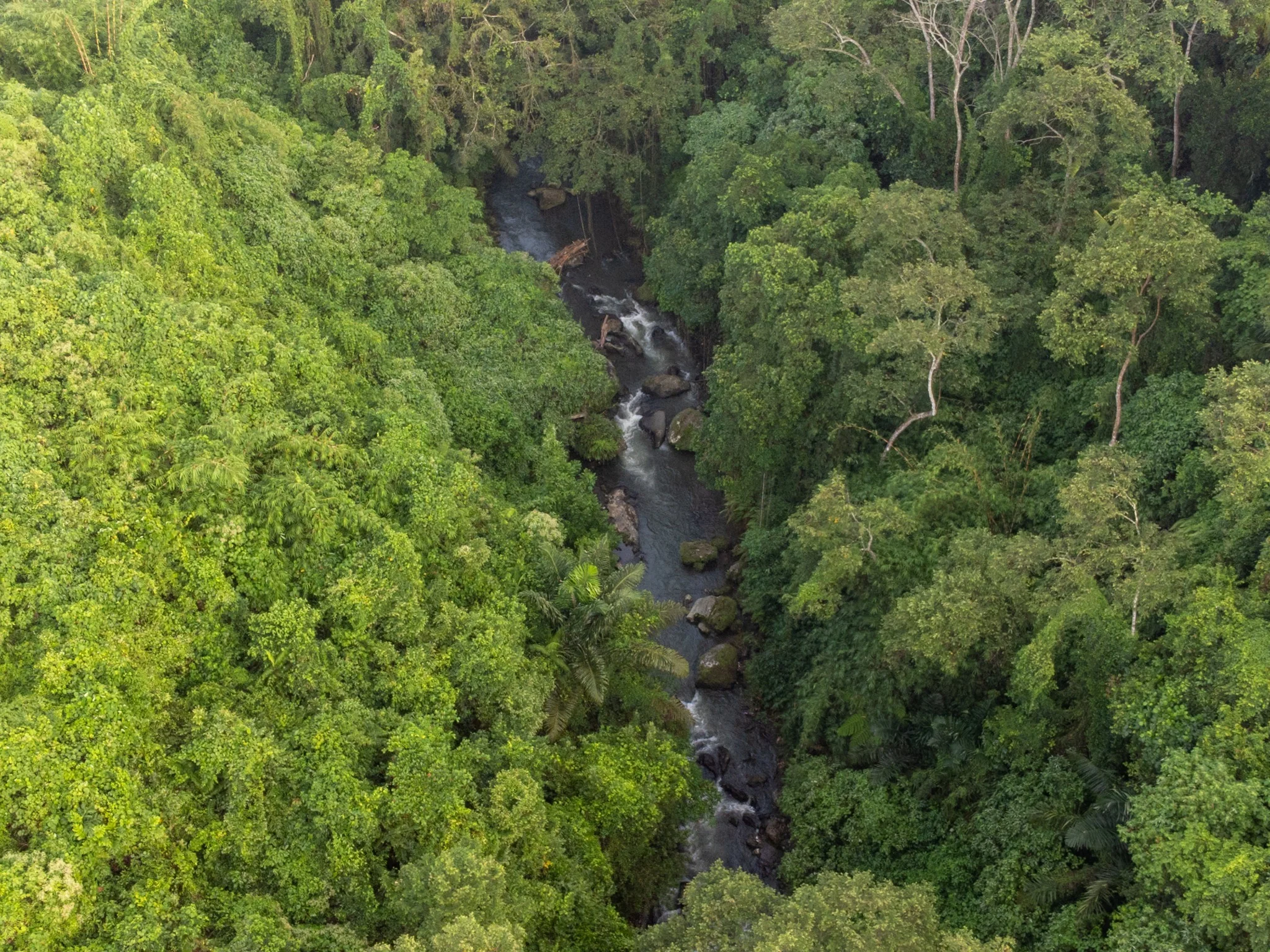 A river winding through the tropical forest near Loft Ithaka